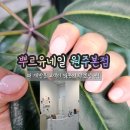원주네일 추천｜손이 예뻐 보이는 시럽핑크 네일, 뿌르유네일 원주본점 후기