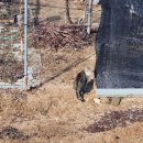 신언리 101 이미지