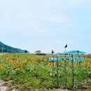 난정리(해바라기정원) 이미지