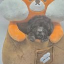 도그마루 강아지 고양이 부산점 이미지