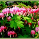 금낭화유치원 이미지