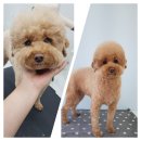 도브리댕 이미지