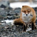 FOX 이미지