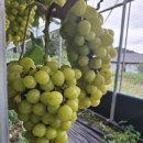 골드스위트ㅡ가정용 이미지