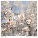 매화 어린이집 | 용당나루 매화공원 김해 가볼만한곳 실시간 개화 주차