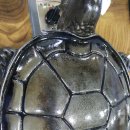 거북솥삼겹살 이미지