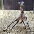 도림두산베어스타워 | [카프리짐 플래티넘 구로] 구로 깔끔하고 세련 된 헬스장 박동민 트레이너님 PT 후기