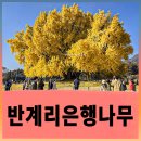 국도21호 은행나무길 | 황금단풍에 취하다, 원주 반계리 은행나무 평일 나들이