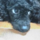 우리소리 이미지