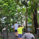 [호주 시드니&amp;케언즈 6박8일] #9. 쿠란다 배런폭포 - Barron Falls Lookout 레인포레스트 렌터카 여행