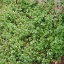 눈개불알풀 Veronica hederifolia L. 종 이미지