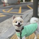 DOG 깨비 이미지