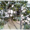 정원오리보쌈