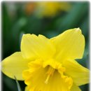 선교녹십자약국 이미지