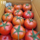 GAP인증 유럽종완숙토마토 정품 비품 할인판매 이미지