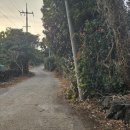 세화 교차로 이미지