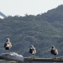 장경리해수욕장 7월 말 풍경🌊 본격 휴가철 시작, 사람과 갈매기가 함께하는 여름 바다 이미지