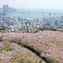 부산 봄 축제 4년 만에 재개 이미지