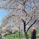 두류공원 | 2026 대구 벚꽃 명소 총정리 두류공원 이월드 수성못 개화 상황 후기