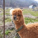 알파카 이미지