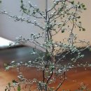 크로키아 이미지