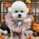 반올림분식 | 미친 대학생의 10월 일상글