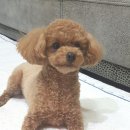 아사이코리아