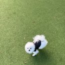 땅콩 애견유치원 이미지