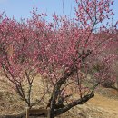 가좌1-07-003 | b컷. 003 3월 첫째주 말벌이야기_통영저장고, 진주매화숲, 거제공곶이수목원(수선화)