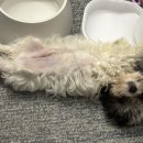 엘로이 동물병원 이미지