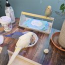 앵무세상 이미지