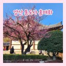 양산 신평버스터미널 | 양산 통도사 홍매화 실시간 개화현황｜경상남도 홍매화 꽃구경 이번 주말 만개