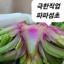 신안성장 | 겨울 제철 별미, 파파섬초 신안 비금도 섬초 시금치 2kg/3kg 솔직 후기