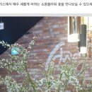 쇼몽플라워