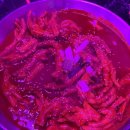 쑤템플