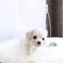 믿음한스푼 이미지
