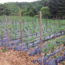 안흥목장 이미지