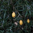 하늘타리 이미지