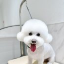 웰니스 펫 미용실 이미지