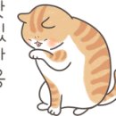 디자인바이펫 이미지