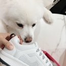제이린드버그 레인지파인더 골프화 구매후기, 여름골프화, 할인정보