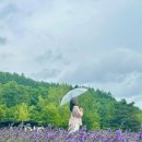 공원식당 | 삿포로7월 비에이 투어 라벤더공원 후라노멜론 쥰페이식당 후기