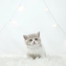 미오미오 고양이분양 이미지