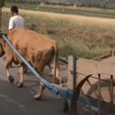 농경축산 이미지