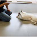 반려담애견유치원 이미지