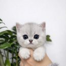 도그플러스 동물병원 이미지