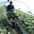 가야농협 산지유통센터 이미지