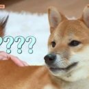 해피여행사 이미지