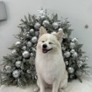 애견샵 컬리독 | 군포 애견미용샵 추천 - [컬리독] 폼피츠 물개컷하고 왔어요