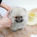 대구강아지분양 테디럽 이미지